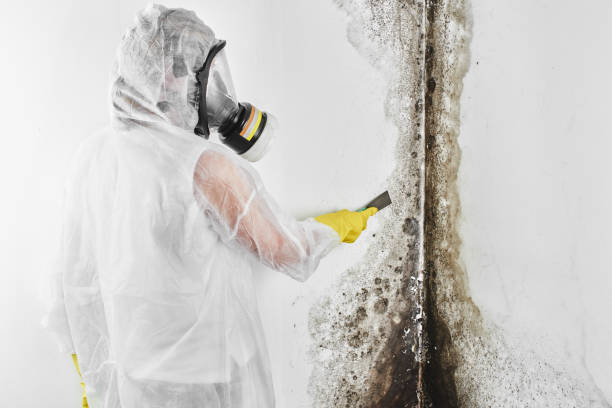 Best Certified Mold Removal  in Osage City, KS
