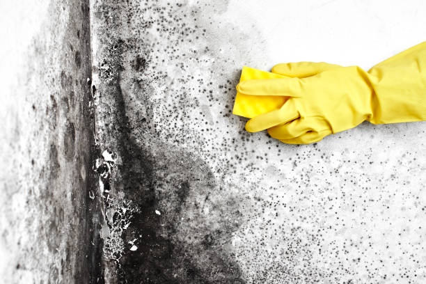 Best Mold Testing  in Osage City, KS