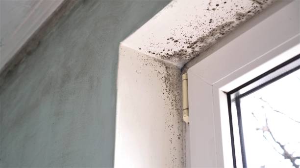 Best Fast Mold Removal  in Osage City, KS