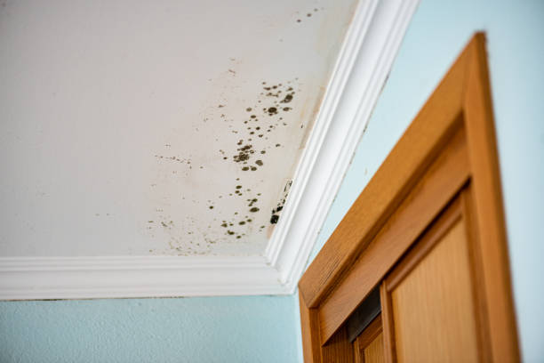 Best Home Mold Removal  in Osage City, KS