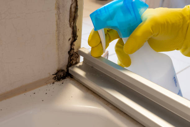 Best Black Mold Removal  in Osage City, KS