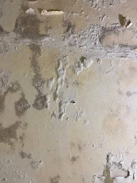 Best Crawl Space Mold Removal  in Osage City, KS