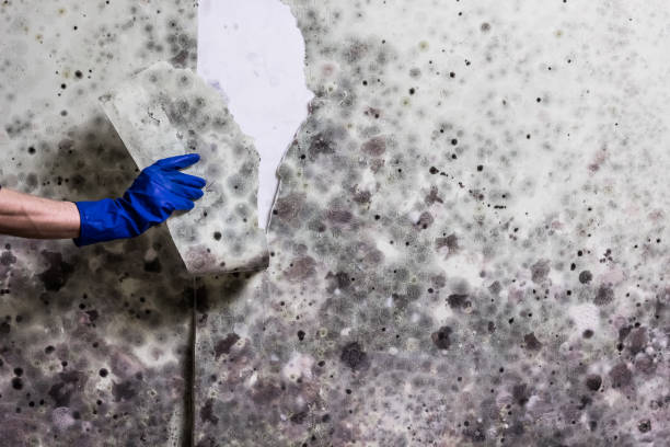 Best Best Mold Removal Companies  in Osage City, KS